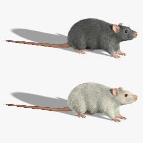 Rats (FUR)